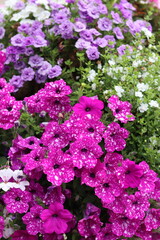 Fototapeta premium Mixed annual flowers in a hanging basket