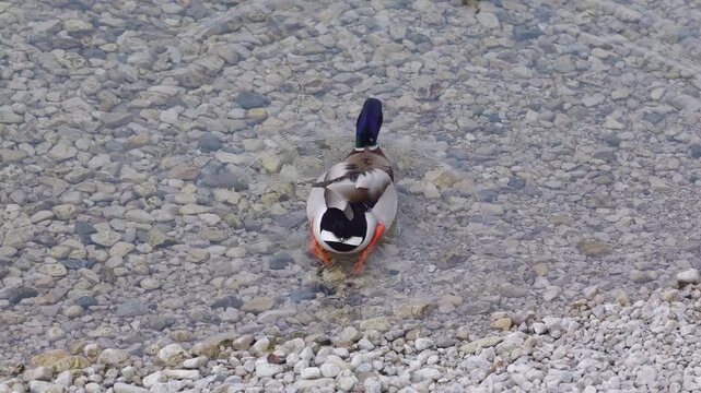 Close-up of a mallard walking along the stony shore of a lake in slow motion