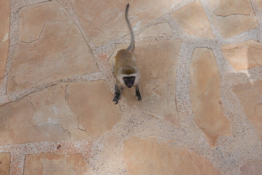 Affe in Kenia