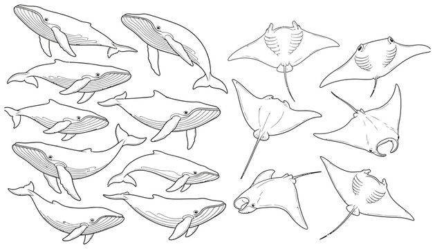 Collection of various whale and manta ray illustrations rendered in a clean hand drawn sketch style on a white canvas showcasing marine life ocean sea underwater wildlife