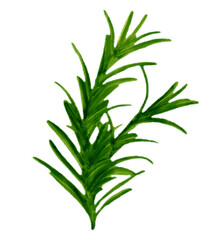 Fototapeta premium Watercolor fresh green rosemary herb branch isolated on white