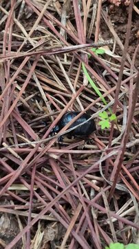 Small insect crawling through pine needles on the forest floor
A close-up, natural perspective of a tiny beetle or bug navigating its way across a dry bed of pine needles in a peaceful woodland settin