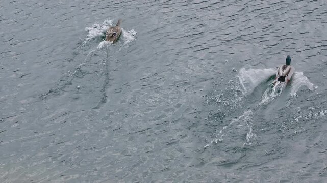 Mallards fly and glide in the water of a lake in slow motion