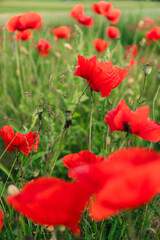 Fototapeta premium red poppy flowers