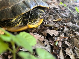 Naklejka premium turtle on the grass