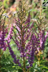 Obraz premium Pink astilbe chinensis flower spikes in a garden