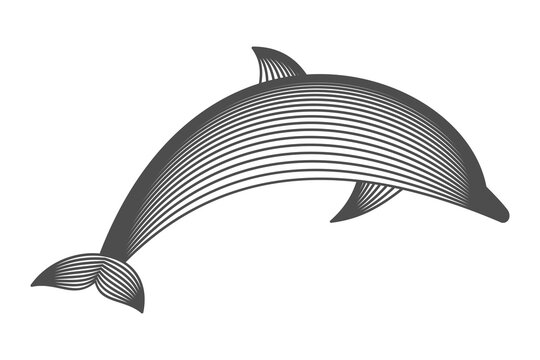 Dolphin wireframe line art. Abstract marine mammal made of curved lines. Vector illustration. Ocean animal silhouette with striped line structure. Environmental awareness, conservation, nature logos.