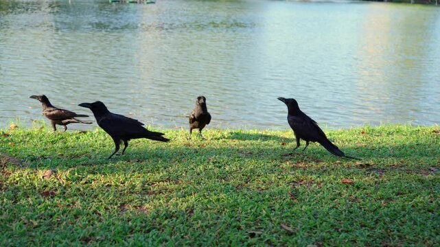 Three birds walking on grass near lake in urban park, wildlife scene with crows and pigeons in natural environment, animal interaction, peaceful outdoor setting, city nature concept
