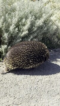 Australian echidna forages along a dirt path surrounded by native shrubs and plants