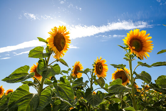 Golden sunflowers (Helianthus annuus) bloom in an open agricultural field on a clear day with the sun filtering through the petals.