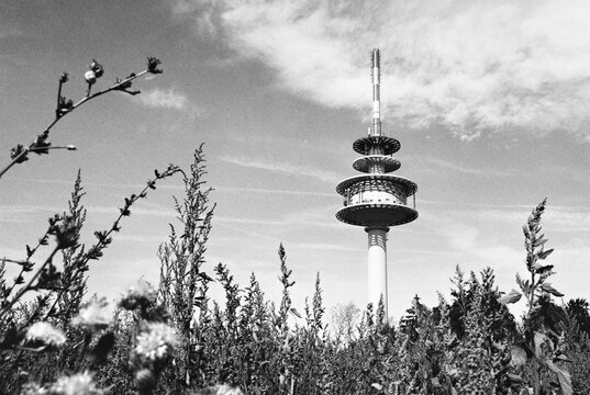 Telecommunications Tower Seen Through Summer Wildflowers and Mea