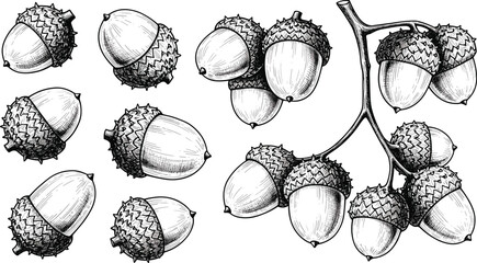 Set of acorn vector illustrations in vintage engraving style with oak tree seeds and branches for autumn harvest nature design ©  JB Creative.