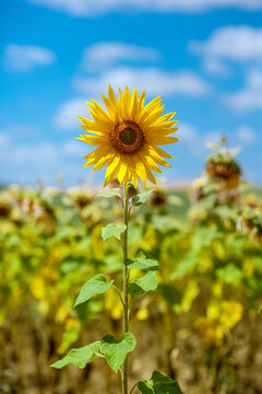 Sunflower in a field of sunflowers on a sunny day