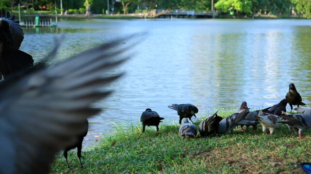 Flock of pigeons and crows feeding near lakeside in urban park, birds gathering and interacting in city nature environment, wildlife scene with motion and natural behavior concept