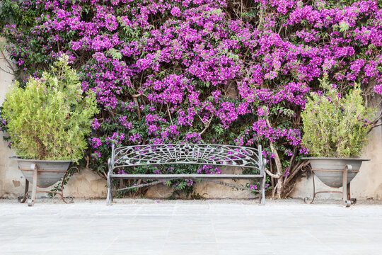 Bourgainvillea in bloom growing up a wall behind a decorative wrought iron bench beside potted Juniper