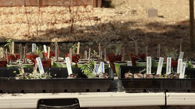 Starter Plants for a Vegetable and Herb Garden