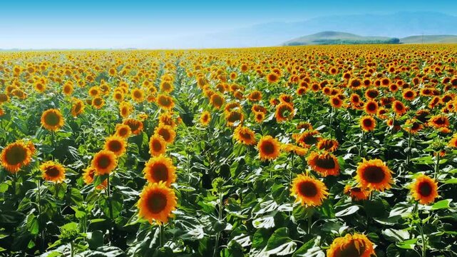 Sunflower Field Under Clear Blue Sky