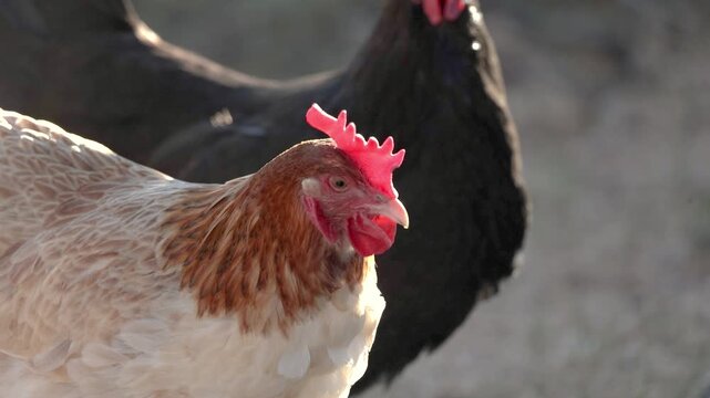 Chicken Backlit by the Morning Sun Closeup