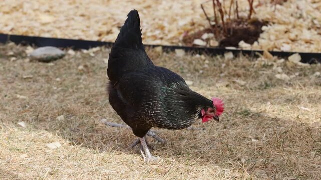 FRee Range Backyard Chicken Foraging Slow Motion