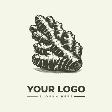 Hand drawn illustration of a fresh ginger root for organic food branding logo design.