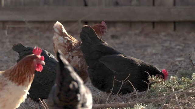 Free Range Backyard Hen Chickens Slow Motion