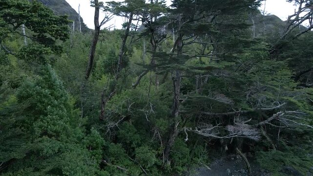 Calbuco chile patagonia river lake nature mountain trees clouds winter dusk morning drone