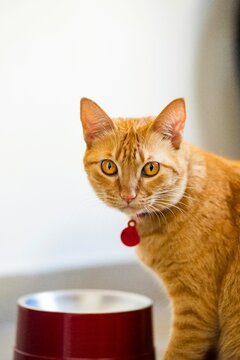 Short-haired orange cat, next to its food bowl, in close-up. The animal is facing the camera, with a fixed and attentive gaze. Diffused light.