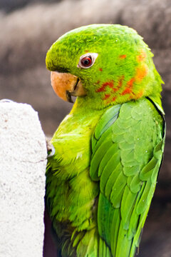 Close-up of a Green Parakeet, Jandaia, Cocota, Maritaca (Maritaca), parrot. Close-up portrait of a green parakeet, displaying vibrant plumage and an expressive gaze.