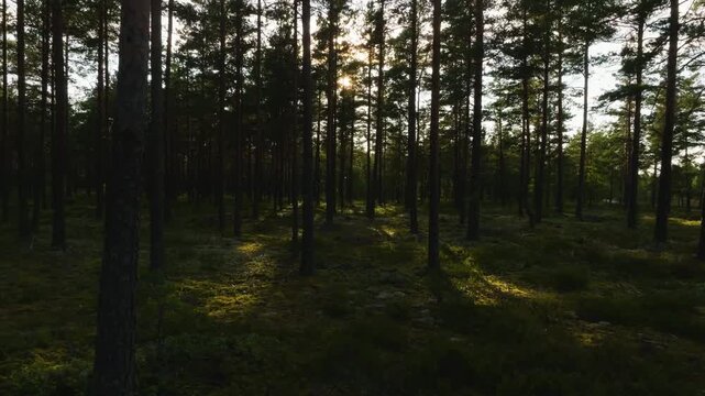 Aerial view of sunbeams breaking through the pine forest of Hankoniemi peninsula