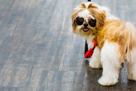The image shows a very stylish dog wearing sunglasses. He has long, two-toned fur (white and caramel). Rock star.