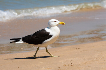 A solitary seagull by the sea. Intense natural light, animal in profile, minimalism, sea and sand. The side framing emphasizes the animal's confident and proud posture. Búzios, RJ, Brazil. © Ciana
