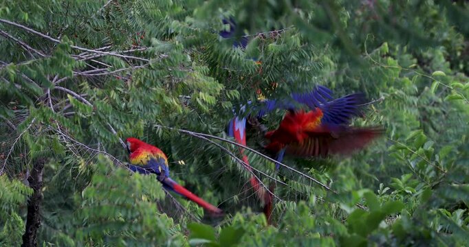 Flock of scarlet macaws feeding on fruits near Red Bank, Belize