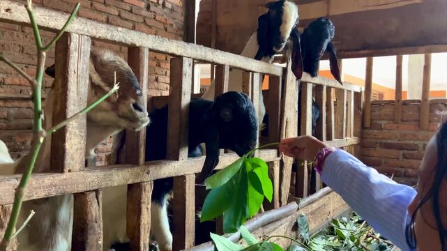 Goats eating green leaves in a traditional wooden pen.