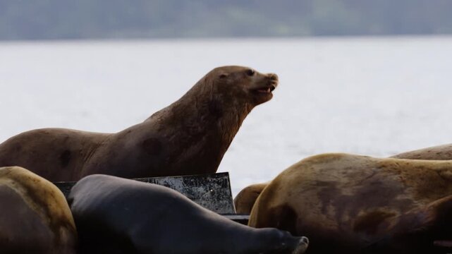 A sea lion crawls across a dock full of other sea lions on the coast of British Columbia, Canada.