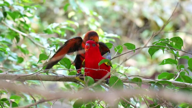 A Dusky lory (Chalcopsitta fuscata) and a Chattering Lory (Lorius garrulus) engage in intimate behaviour during mating season.