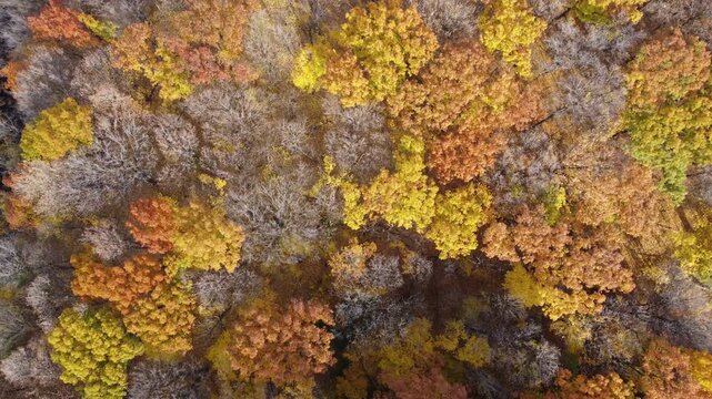 Looking straight down from an aerial drone to an autumn grove of trees with late fall colors of yellows, orange and browns. Slowly moving down.
