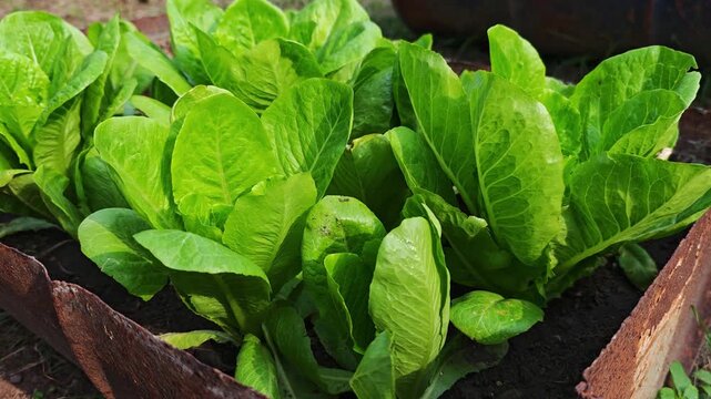 Green cos lettuce in the planting plot.