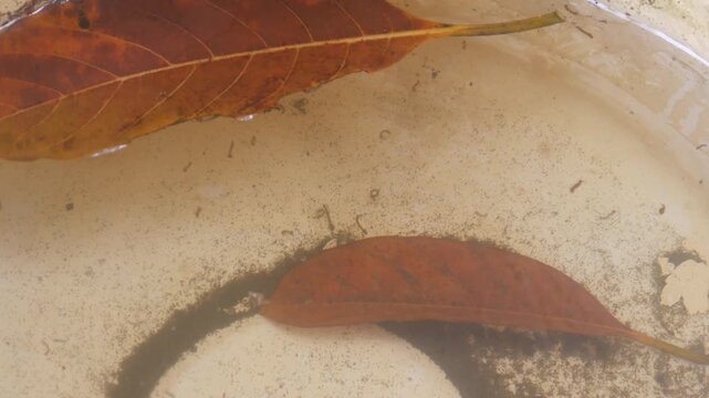 Mosquito larvae live in dirty puddles of water with dry leaves
