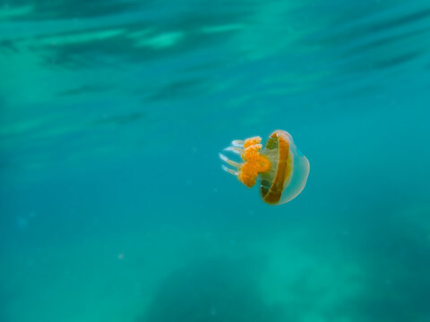 Golden Stingless Jellyfish Swimming in Kakaban Lake Marine Sanctuary Indonesia