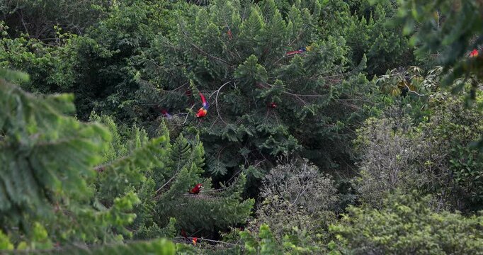 Flock of scarlet macaws feeding on fruits near Red Bank, Belize