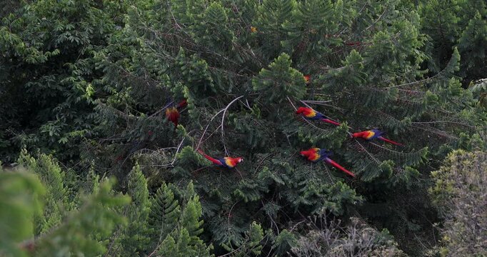 Flock of scarlet macaws feeding on fruits near Red Bank, Belize