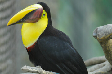 Obraz premium Chestnut-mandible Toucan at the Buffalo Zoo