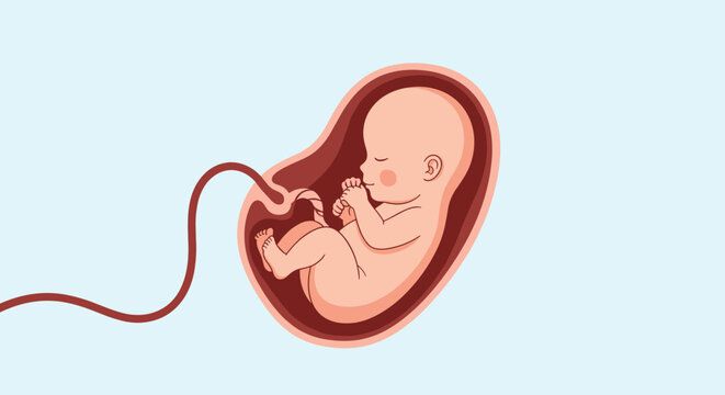 Medical illustration of a human fetus developing in the womb connected by an umbilical cord for pregnancy and maternity education.