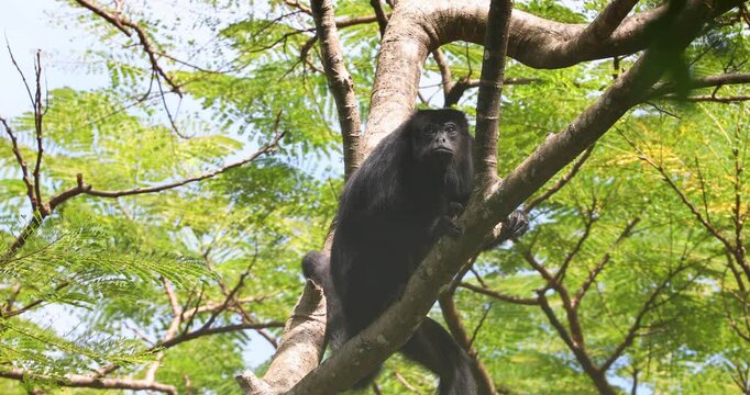 Black Howler Monkey in rainforest of Belize