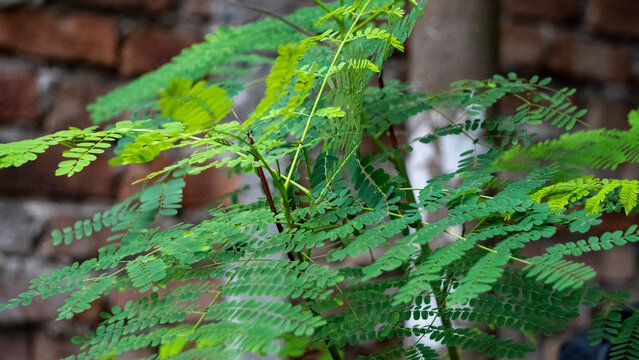 Fresh Gulmohar or a River Tamarind plant leaves