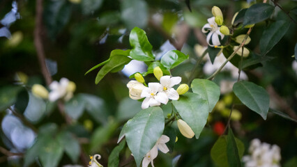 Fototapeta premium Kamini Kanchan or Murraya paniculata commonly known as Orange Jasmine 3