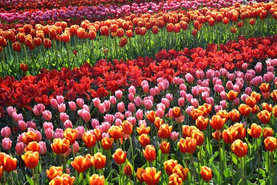 Colorful tulips flowerbed in Keukenhof garden, Netherlands. Beautiful flower background.