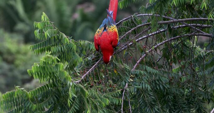 Flock of scarlet macaws feeding on fruits near Red Bank, Belize