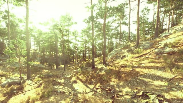 Early light pine woodland with cool golden tones and soft long shadows, scattered young saplings and textured forest floor create intimate peaceful solitude