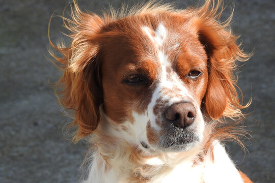 Spaniel breton, Brittany spaniel